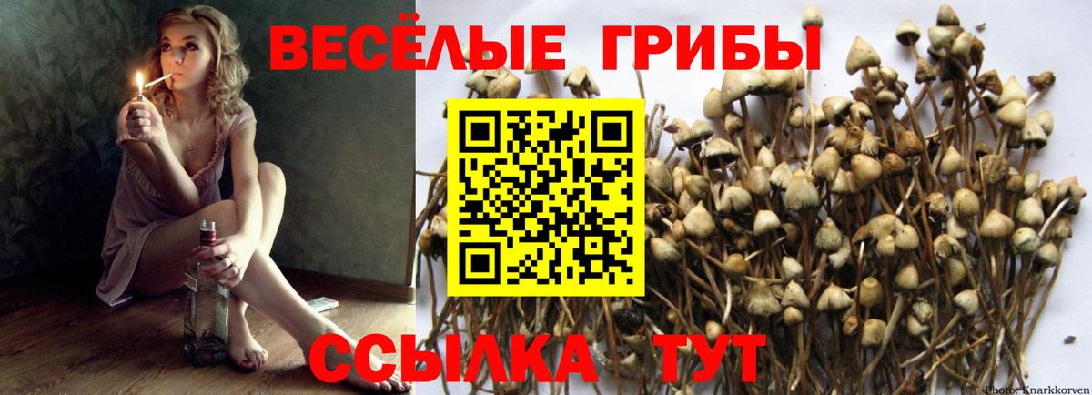 Псилоцибиновые грибы мицелий Калининград
